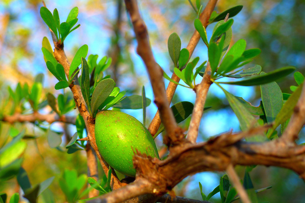 argan bitkisi