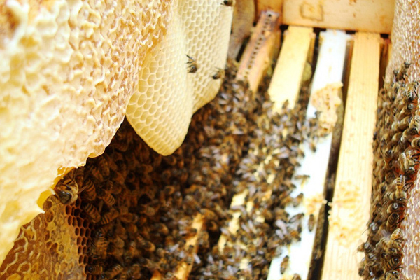 propolis kullanımı