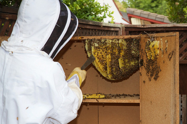 propolis