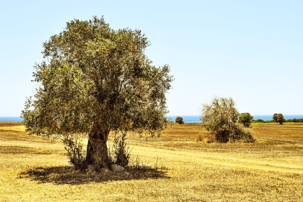 Zeytin Ağacı Bakımı, Budama Teknikleri, Özellikleri ve Çeşitleri
