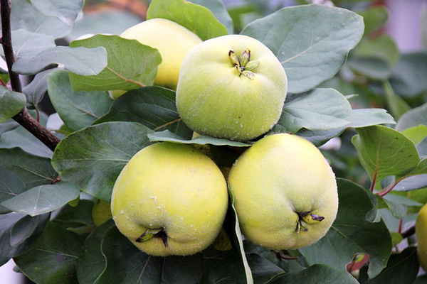 ayva faydaları