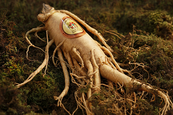 Ginseng Nedir? Faydaları Nelerdir? – Nefis Yemek Tarifleri