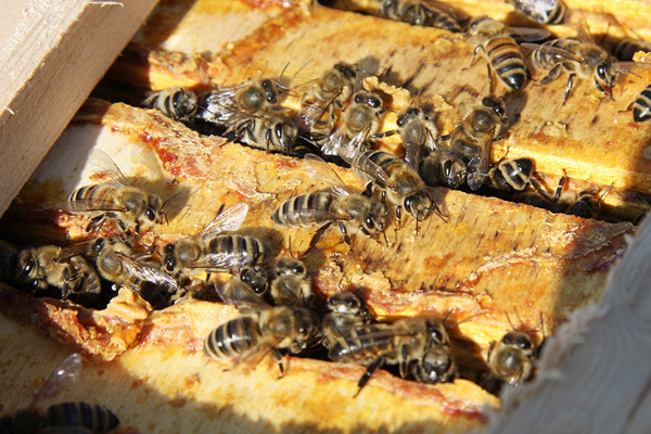 propolis