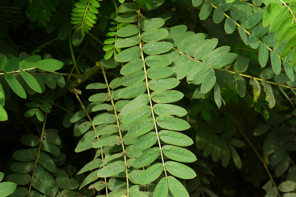 sinameki otu
