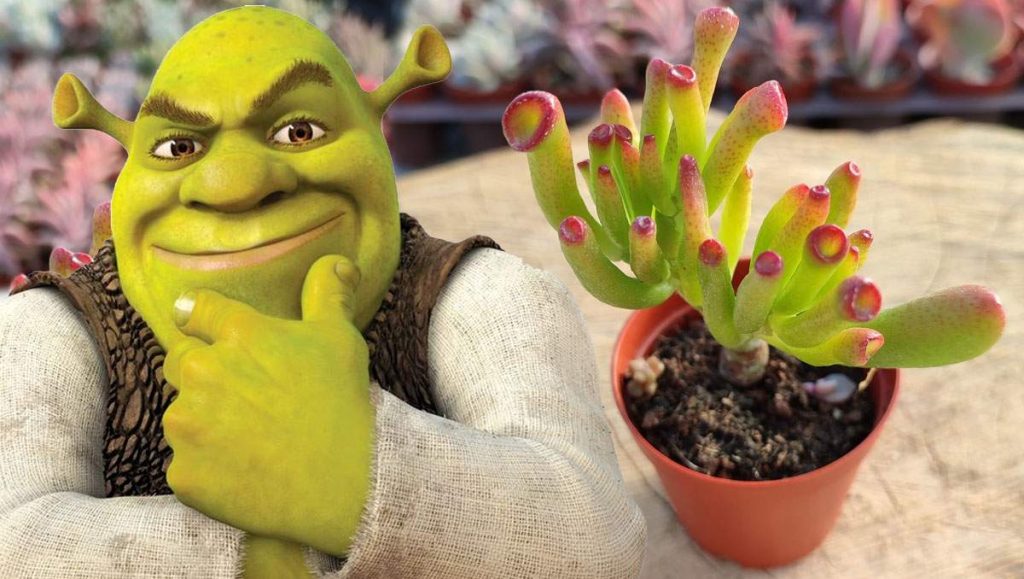 Shrek kulağı sukulent bakımı nasıl yapılır? Shrek kulağı nasıl çoğaltılır, ne kadar büyür?