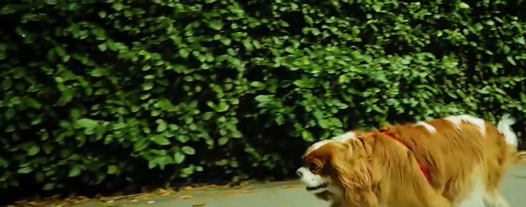 Emma Sevimli Köpek – filmcibaba